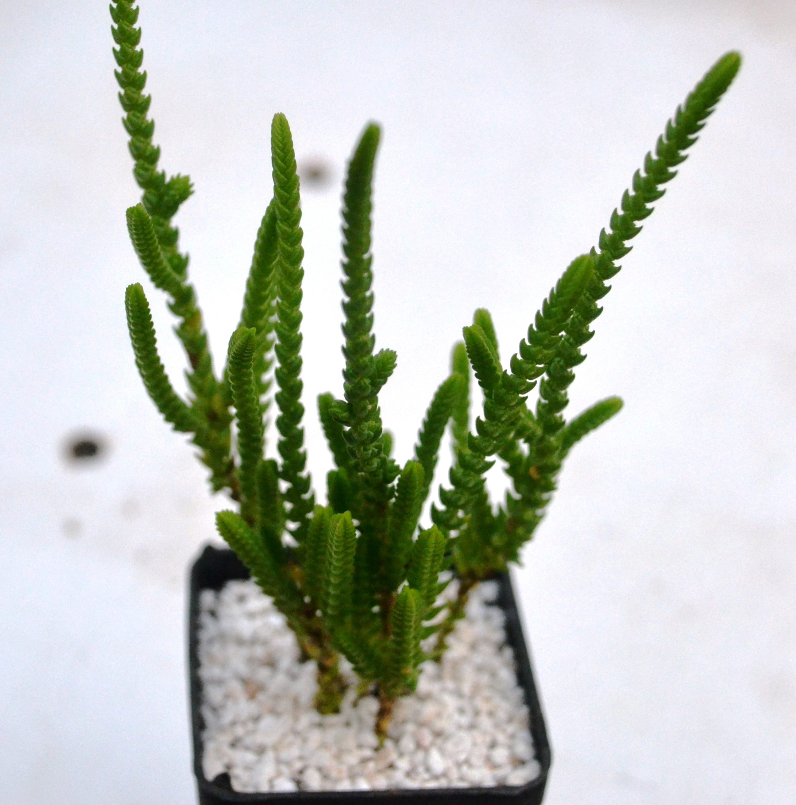 Crassula Lycopodioides Cactus Shop