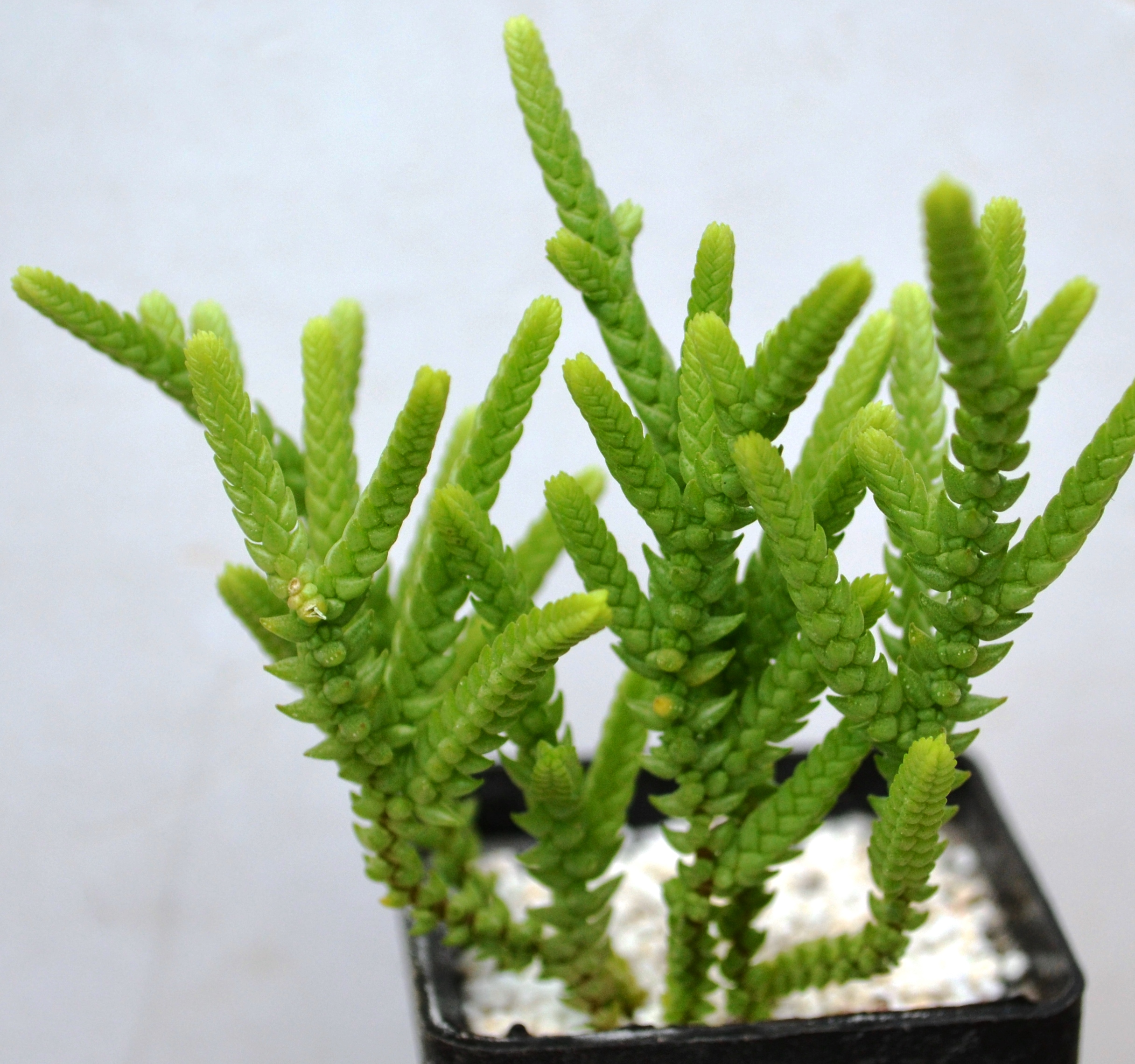 Crassula Lycopodioides Cactus Shop