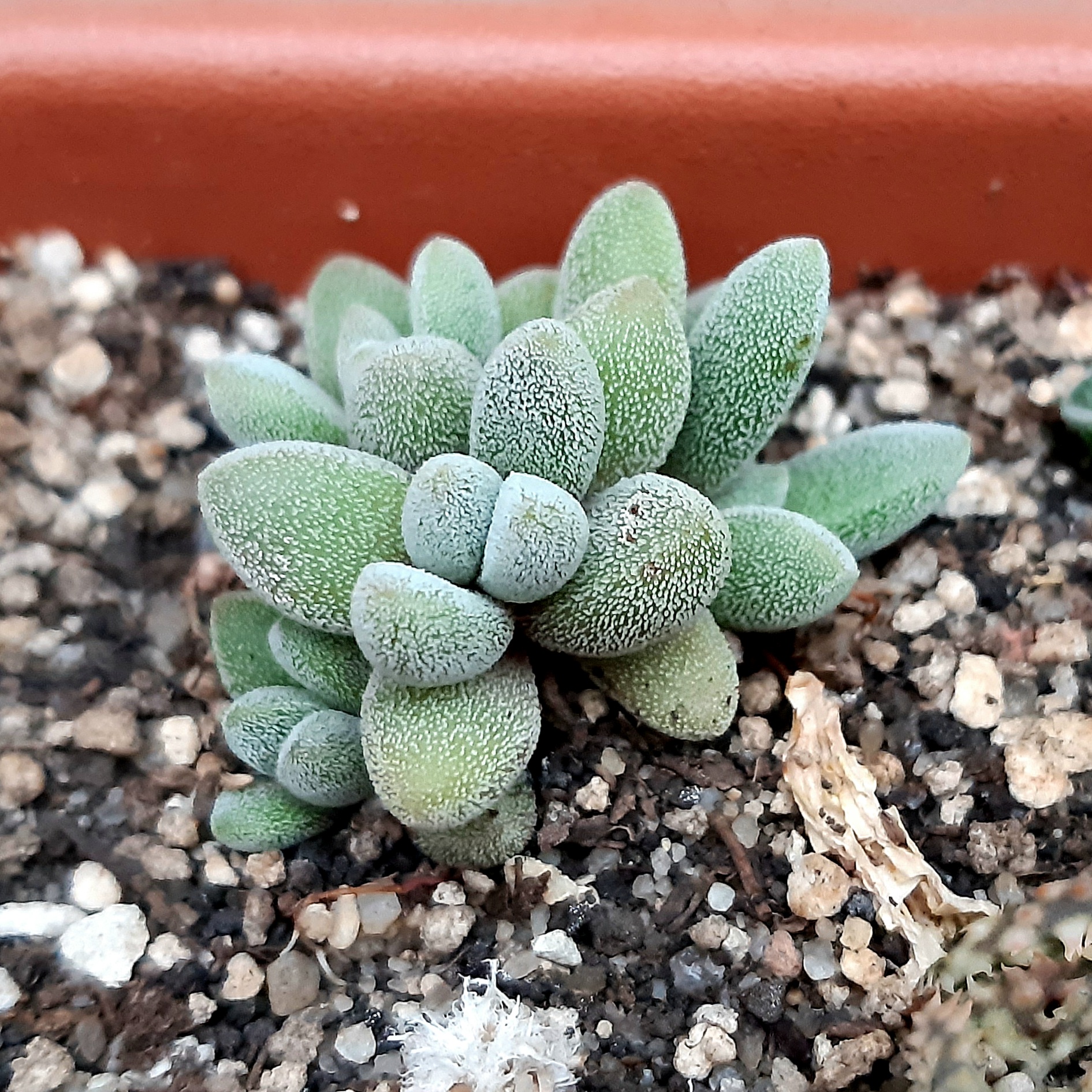 Crassula Namaquensis Cactus Shop