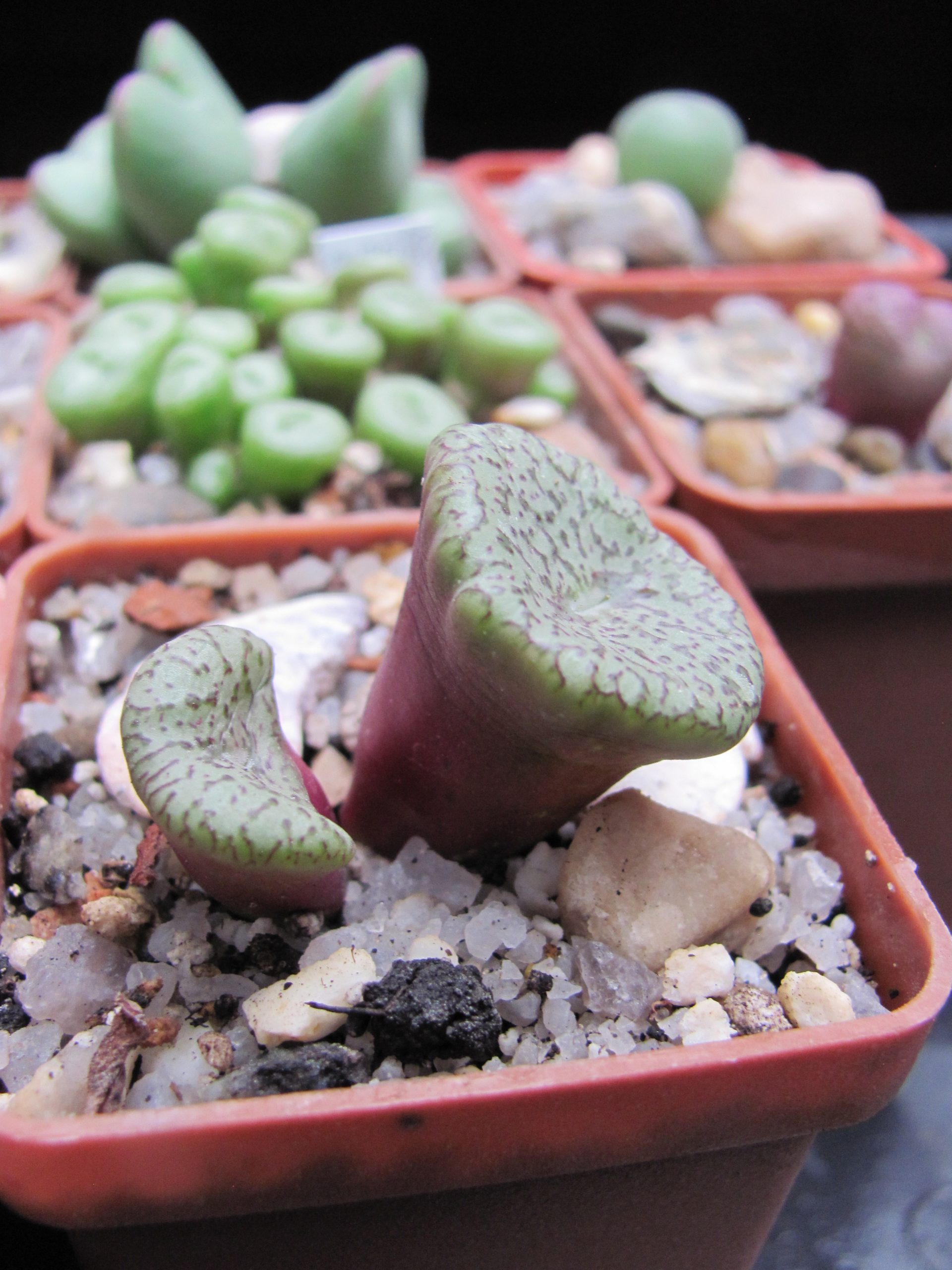 Conophytum Obcordellum Ceresianum Cactus Shop