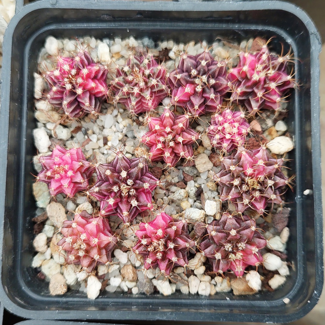 3146 Gymnocalycium mihanovichii f variegata одна рослина одна не