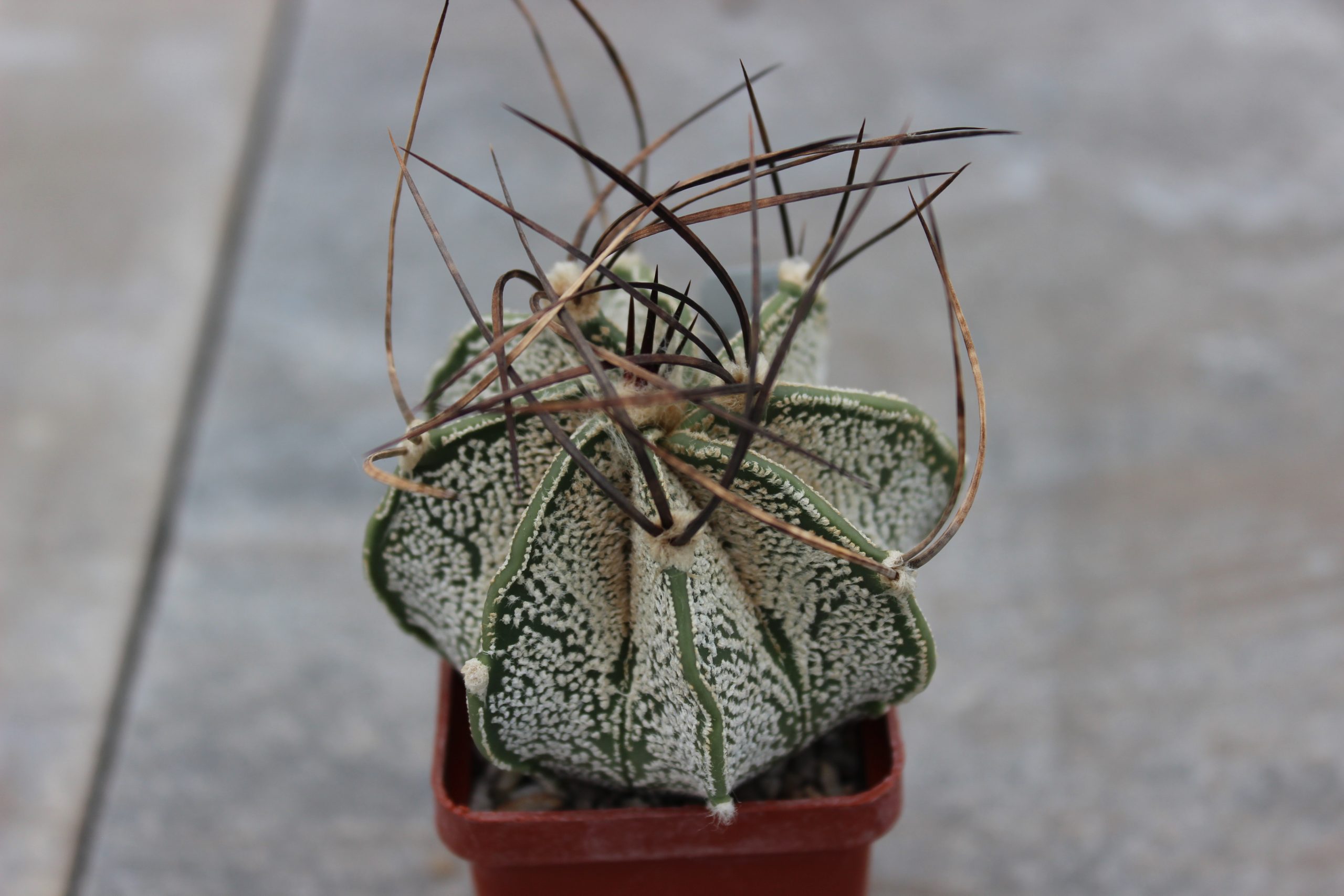 Astrophytum Capricorne Var Mayor Cactus Shop