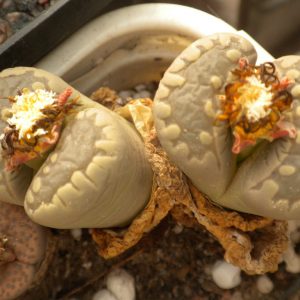 Lithops otzeniana