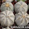Astrophytum asterias ‘Super Kabuto’ hybrid mix