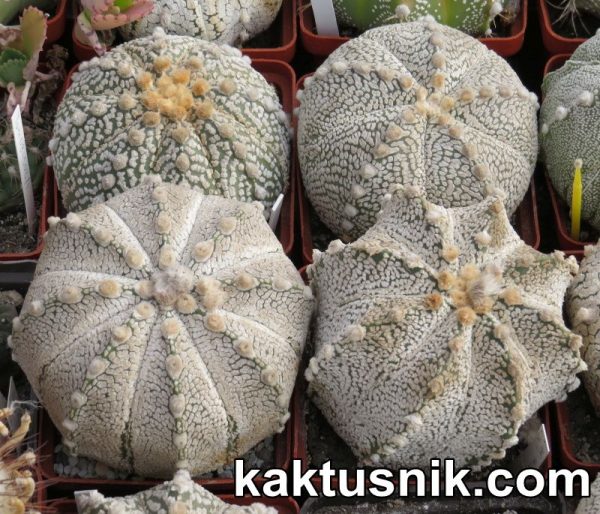 Astrophytum asterias ‘Super Kabuto’ hybrid mix