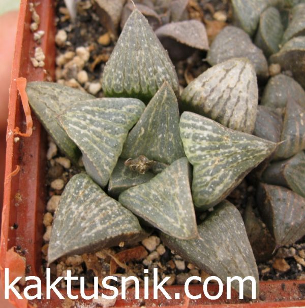 Haworthia fusca -Pausfontein-_