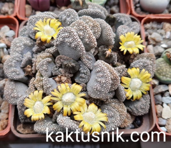 Opera ￐ﾡ￐ﾽ￐ﾸ￐ﾼ￐ﾾ￐ﾺ_2021-02-19_165651_www.facebook.com