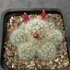 207 Mammillaria glassii