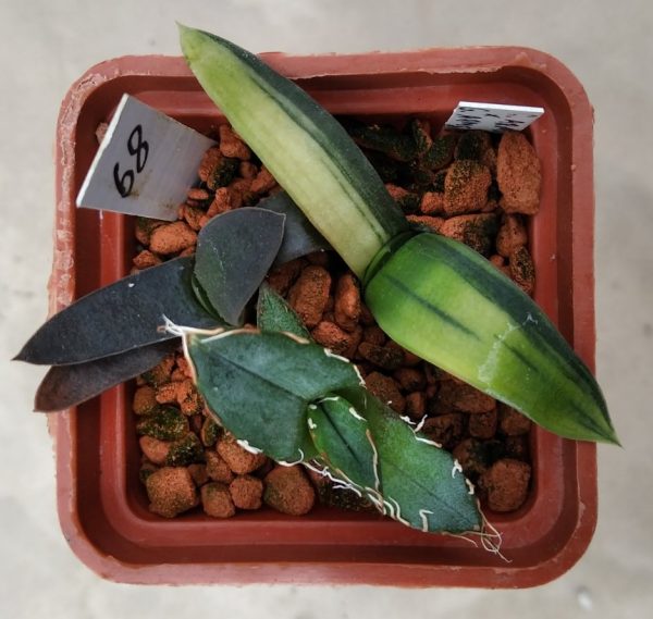 68 Gasteria armstrongii f. variegata