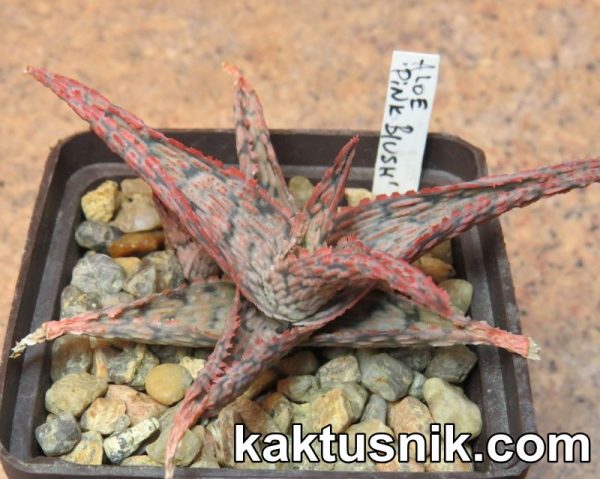 Aloe ‘Pink Blush’ hybrid