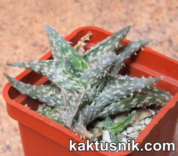 Aloe descoingsii v. augustina MG