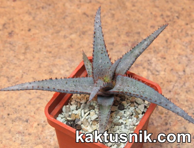 Aloe parvula x 'Sunrise' clon3  Cactus-shop