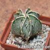 Astrophytum ornatum f. fukuryu ‘Dinosaur’