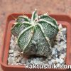Astrophytum ornatum f. fukuryu ‘Dinosaur’_