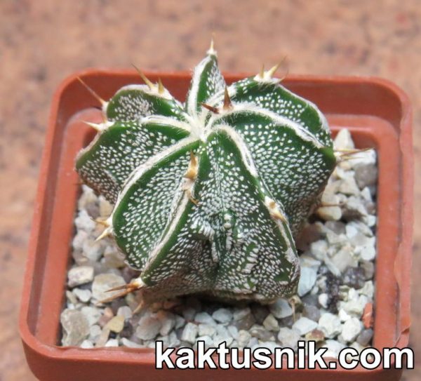 Astrophytum ornatum f. fukuryu ‘Dinosaur’_