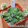 Crassula ‘Celia’ 1