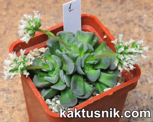 Crassula ‘Celia’ 1