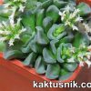 Crassula ‘Celia’ 4