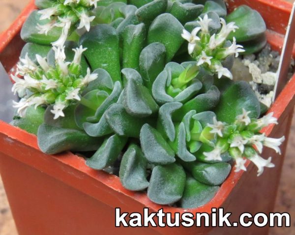 Crassula ‘Celia’ 4