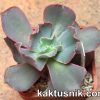 Echeveria ‘Crazy Joker’