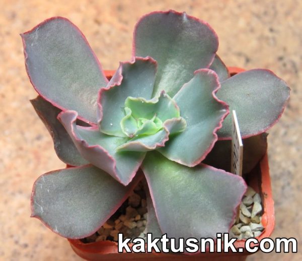 Echeveria ‘Crazy Joker’