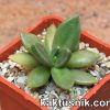 Echeveria humilis -Camargo-