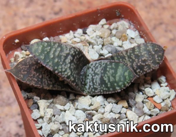 Gasteria ellaphieae