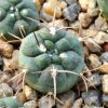 Gymnocalycium carminanthum v. montanum (SL- 35a)