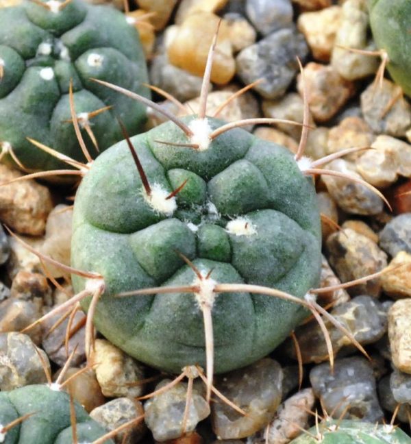 Gymnocalycium carminanthum v. montanum (SL- 35a)