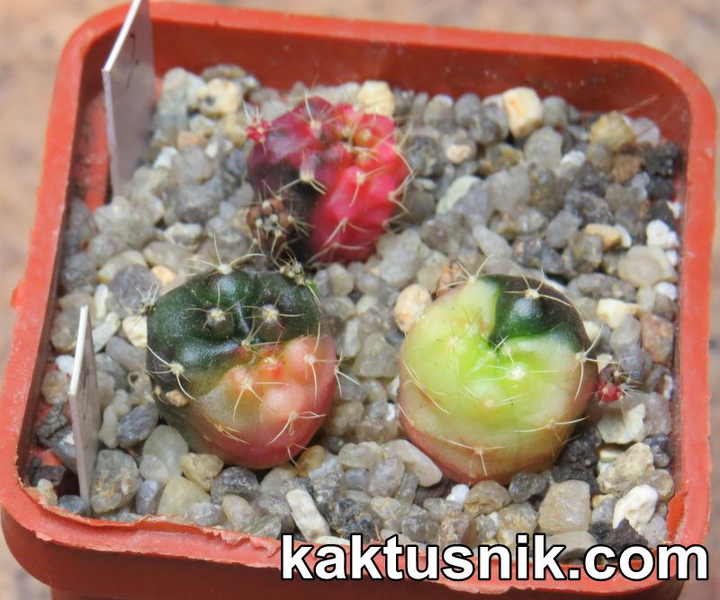 Gymnocalycium damsii f.variegata 2    Cactus-shop