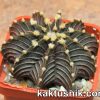 Gymnocalycium friedrichii — Agua Dulce- Tailand