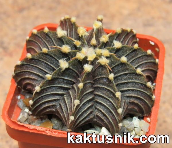 Gymnocalycium friedrichii — Agua Dulce- Tailand