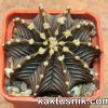 Gymnocalycium friedrichii — Agua Dulce- Tailand_