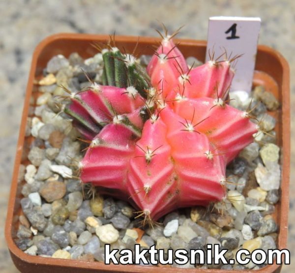 Gymnocalycium mihanovichii f.variegata 1