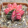 Gymnocalycium mihanovichii f.variegata 1_