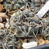 Gymnocalycium obductum (RS-2158)