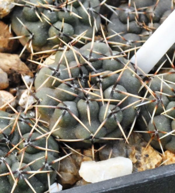 Gymnocalycium obductum (RS-2158)