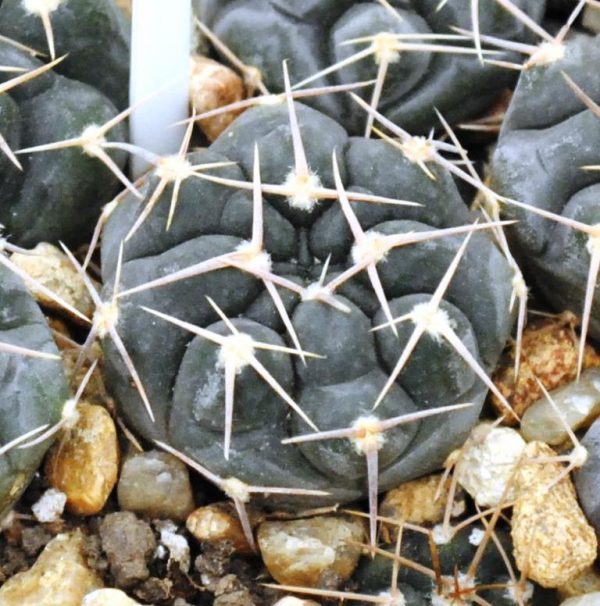 Gymnocalycium prochazkianum subsp. simile (TOM 07-265.1, Orcos, Cordoba)1