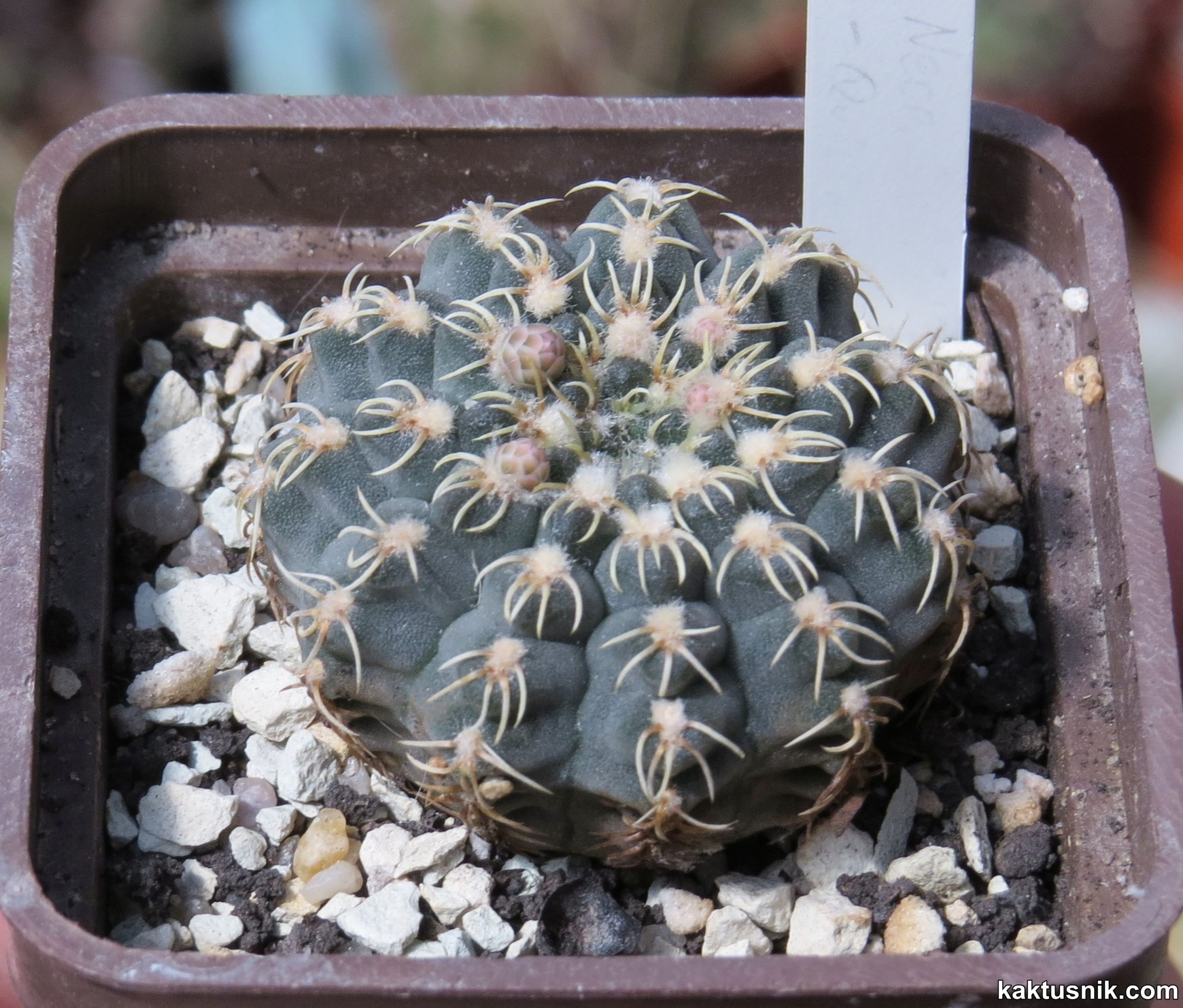 Gymnocalycium stellatum v.kleiniae CH1847 _ 2  Cactus-shop