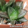 Haworthia ‘Hakuteijou’ hybrid clon1 x Haworthia ‘Black Major’ x ‘Yulia’ clon2 №1