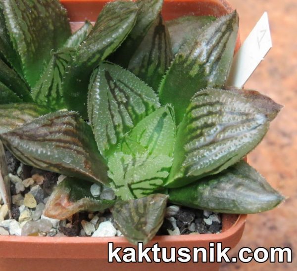 Haworthia ‘Hakuteijou’ hybrid clon1 x Haworthia ‘Black Major’ x ‘Yulia’ clon2 №1