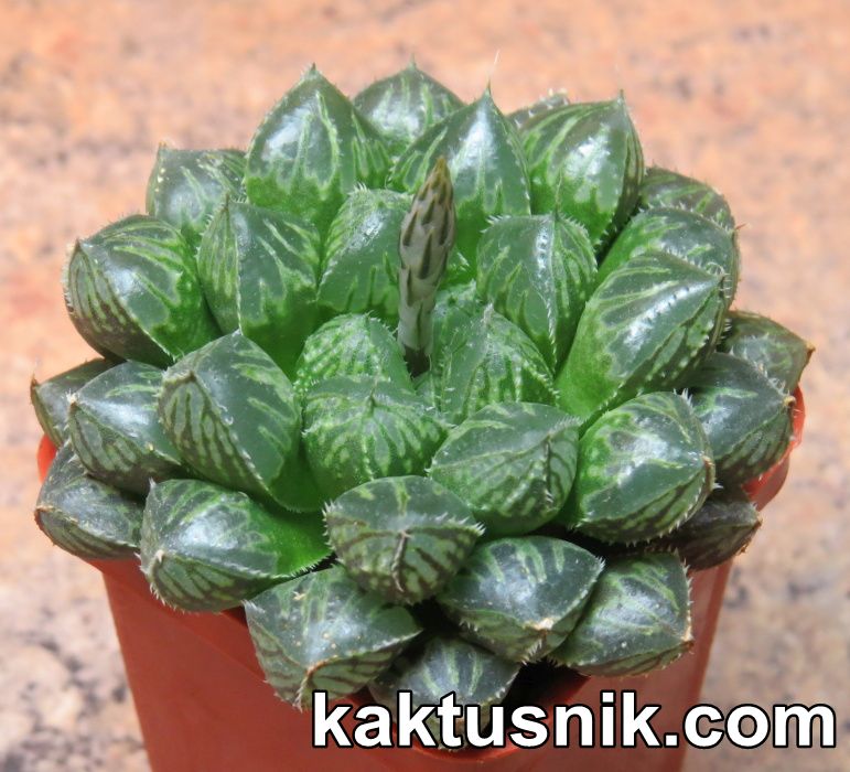 Haworthia 'Mirror Ball' —