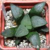 Haworthia bayeri hybrid