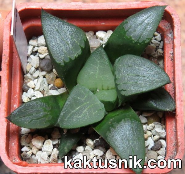 Haworthia bayeri hybrid