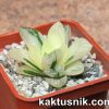 Haworthia cooperi f.variegata