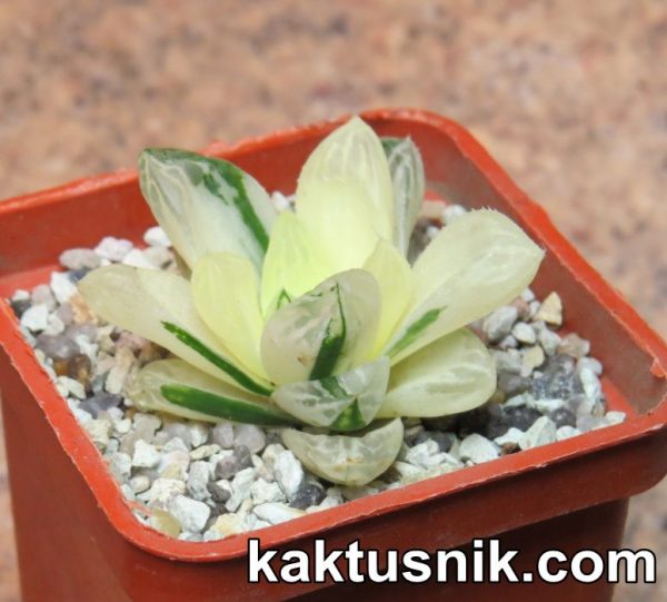 Haworthia cooperi f.variegata