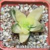 Haworthia cooperi f.variegata_