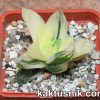 Haworthia cooperi f.variegata__