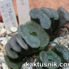 Haworthia truncata -Japan- VVG4