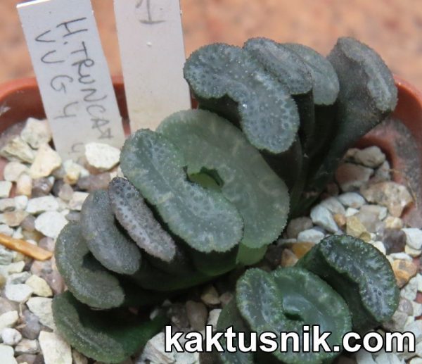 Haworthia truncata -Japan- VVG4